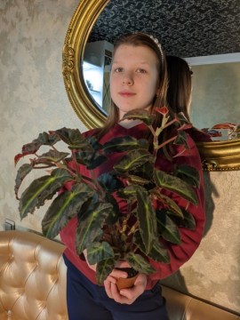Бегония Magdalene Madsen 19012022